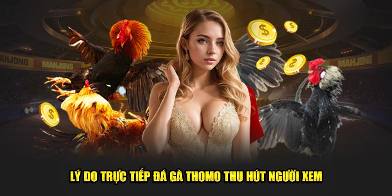 Lý do Trực tiếp đá gà Thomo thu hút người xem