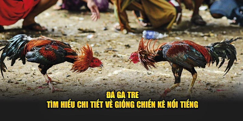 Đá Gà Tre - Tìm Hiểu Chi Tiết Về Giống Chiến Kê Nổi Tiếng