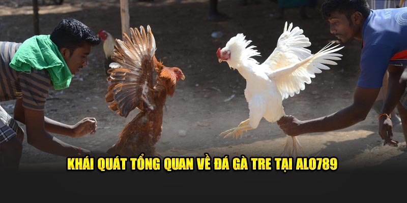 Khái quát tổng quan về đá gà tre tại Alo789