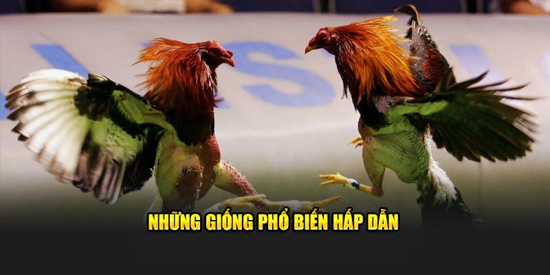 Những giống phổ biến hấp dẫn 